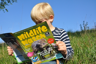 Child reading Wildlife Watch magazine